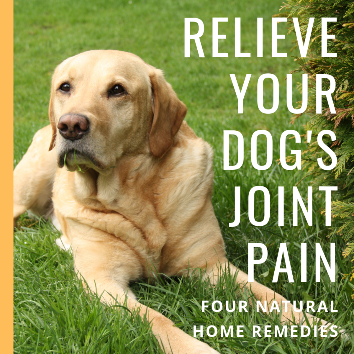 Natural Remedies and Relief for Dogs With Joint Pain, Hip Dysplasia ...